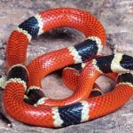 APRENDA A DIFERENCIAR UMA COBRA CORAL FALSA DE UMA VERDADEIRA